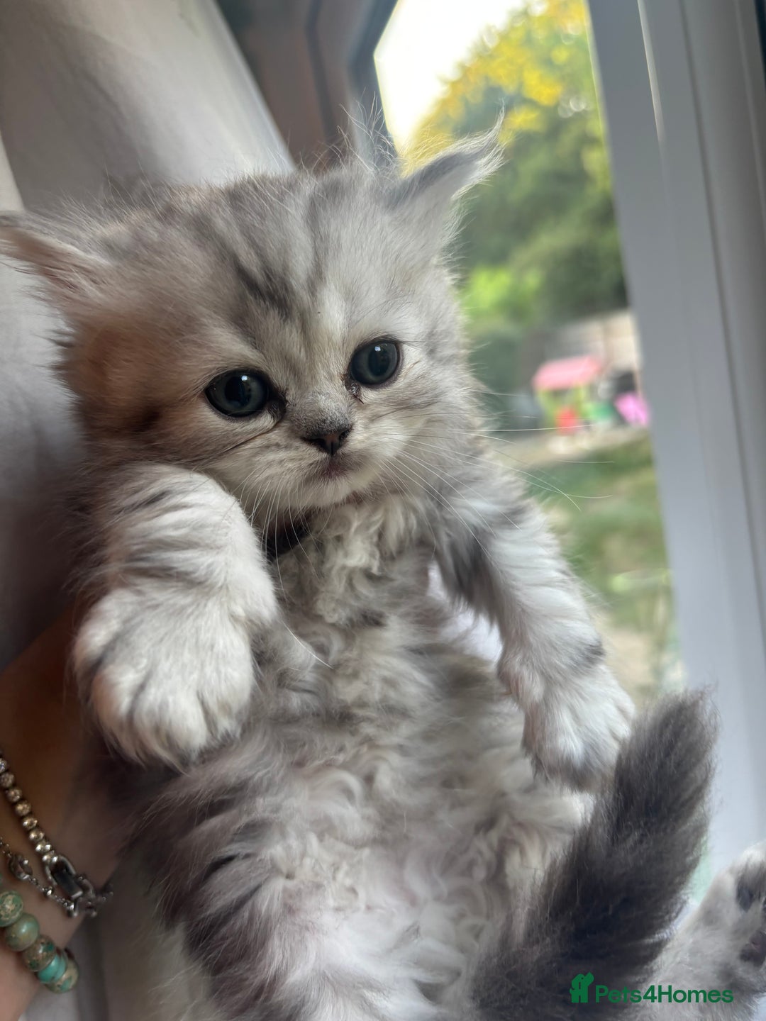 Persian cats for sale: Persian Ragdoll Kittens  - Image 8