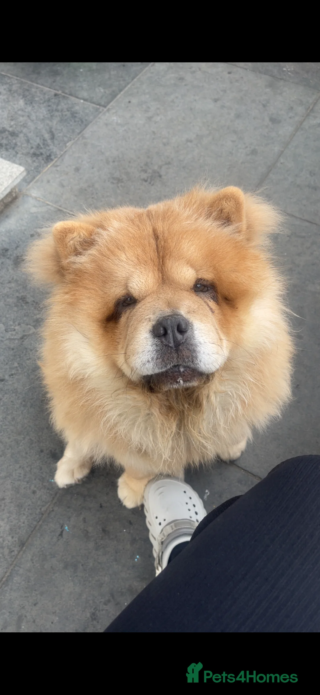 Chow Chow dogs for sale: Narla  - Advert 1