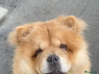 Chow Chow dogs Narla - Advert 2
