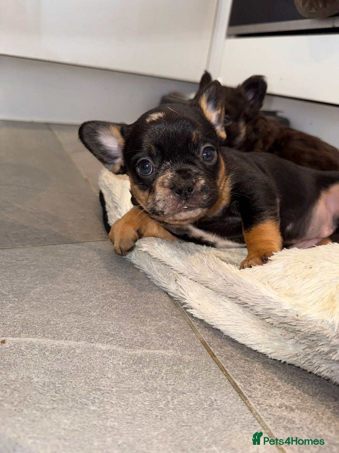 French Bulldog dogs for sale: Fluffy french bulldogs puppies - Image 16