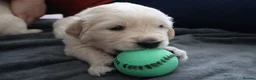 Golden Retriever dogs for sale: Beautiful Golden Retriever Puppies - Advert 5
