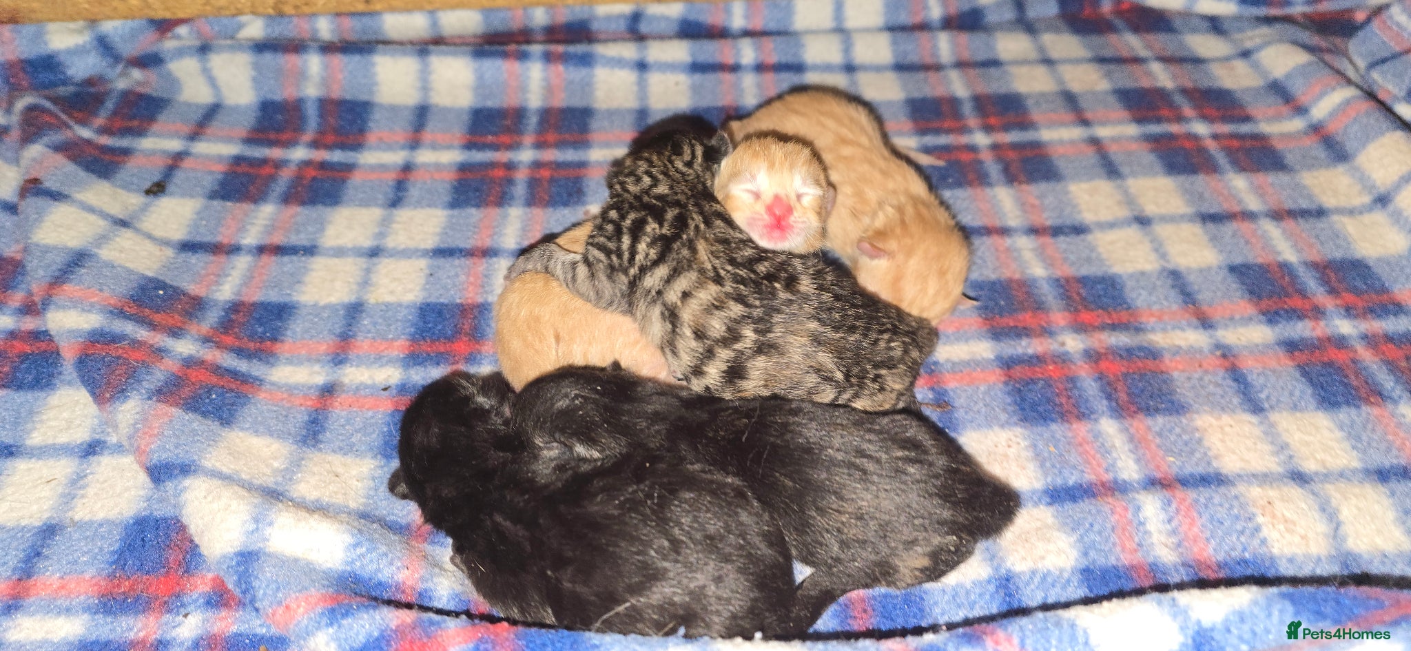 Domestic Shorthair cats beautifull 5 kittens ready to go 19th of May - Advert 1