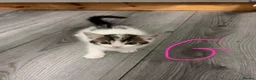 Mixed Breed cats for sale: ⭐ 5 Gorgeous Siberian x Bengal x BSH Kittens ⭐ in Coventry - Advert 5