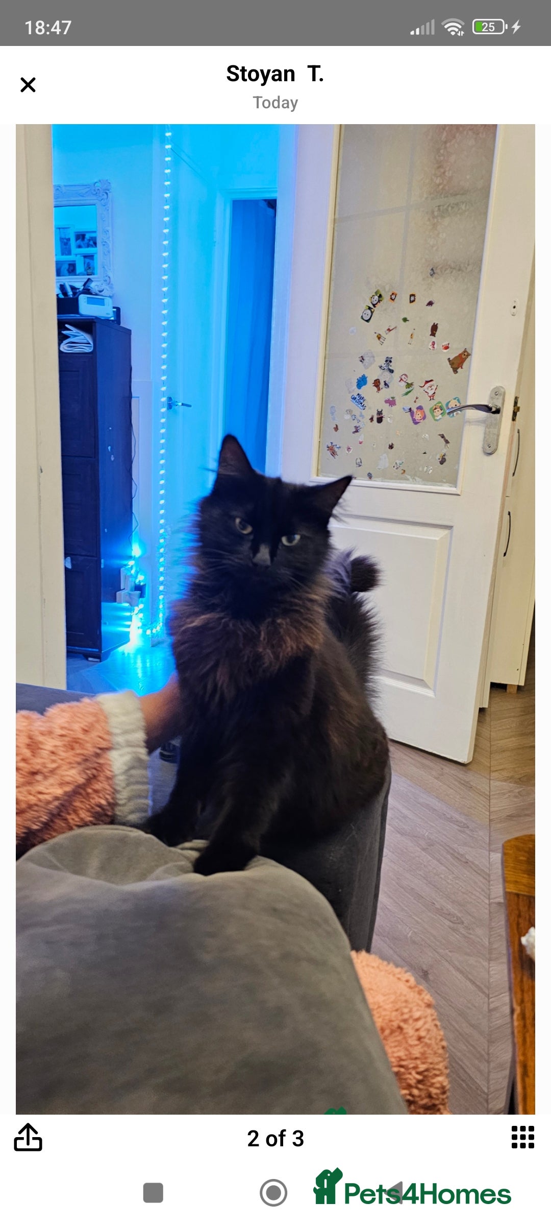 Maine Coon cats for sale: Maincoon  - Image 2