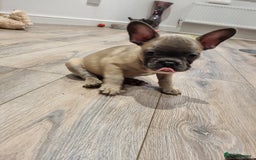 French Bulldog dogs for sale: Quality pups 4 Panel DNA Clear Gold Sierra Lines - Image 12