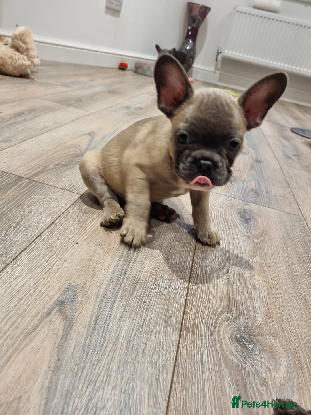 French Bulldog dogs for sale: Quality pups 4 Panel DNA Clear Gold Sierra Lines - Image 12