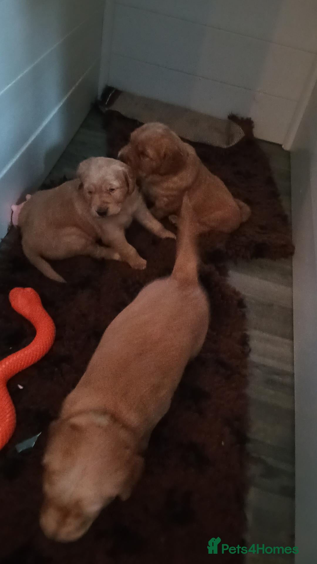 Golden Retriever dogs KC reg Red Golden retriever fully healthy tested - Advert 1