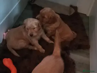 Golden Retriever dogs KC reg Red Golden retriever fully healthy tested - Advert 1
