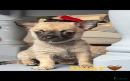 Chihuahua dogs for sale: Merle Chihuahua Puppies - Image 9