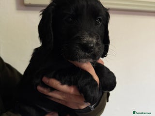 Cocker Spaniel dogs Beautiful cocker spaniel puppies - Advert 4