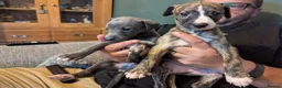 Whippet dogs for sale: Super friendly KC registered whippet pups - Advert 3