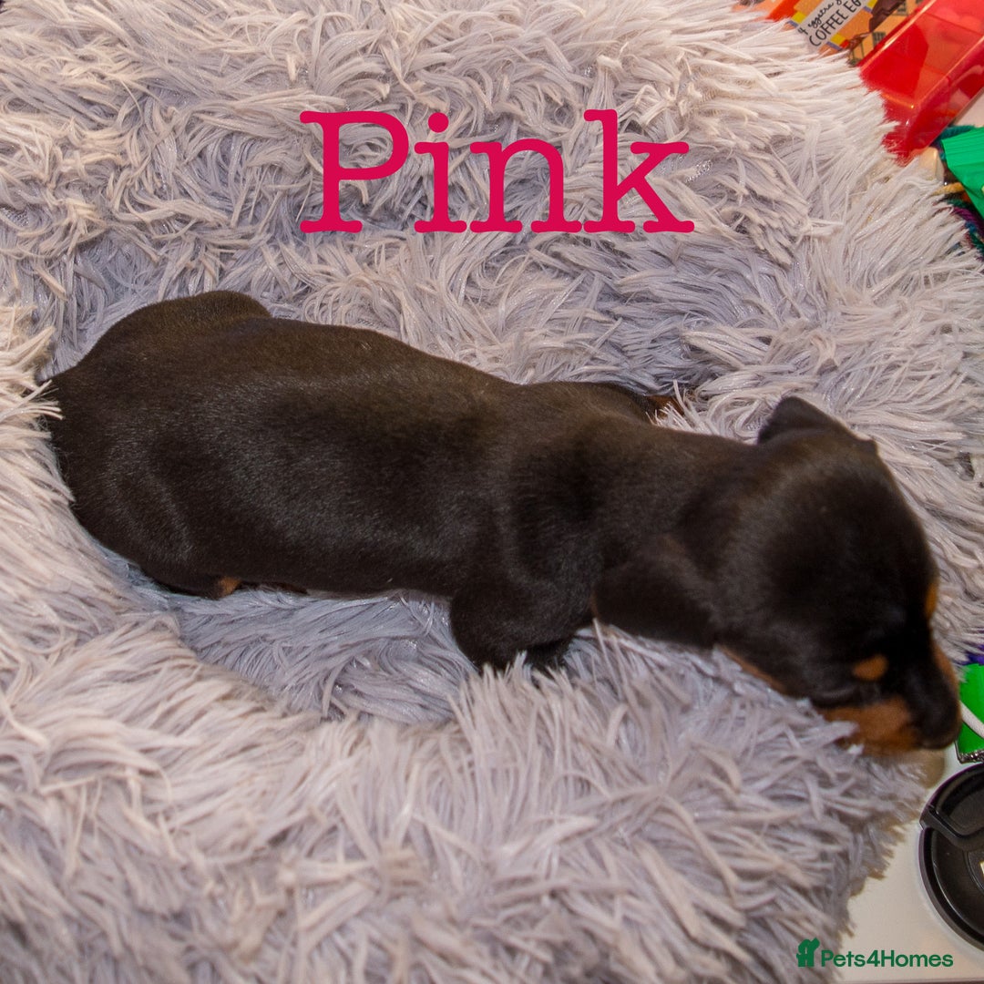 Miniature Dachshund dogs for sale: 4 KC Reg Miniature Dachshund - 3 Boys & 1 Girl - Advert 13
