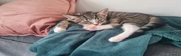 Mixed Breed cats for sale: 3 kittens for sale  - Advert 3