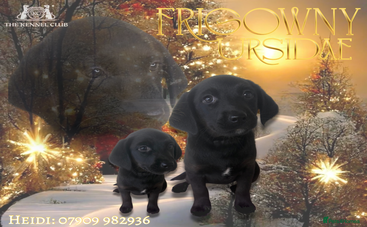 Labrador Retriever dogs 🖤 Vanya the Black Lab Girl 🖤 - Advert 2