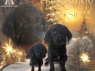 Labrador Retriever dogs 🖤 Vanya the Black Lab Girl 🖤 - Advert 8