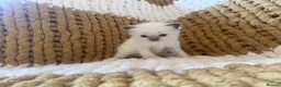 Ragdoll cats for sale: Blue and seal point ragdolls ❤️ - Advert 8