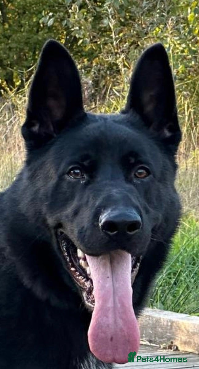 German Shepherd dogs for sale: TRAINED GERMAN SHEPHERD  - Advert 1