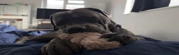 Cane Corso dogs for sale: Goofy, loving Cane Corso looking for a new home in Colchester - Advert 7