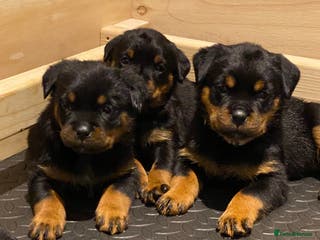 Rottweiler dogs KC Rottweiler Puppies - Advert 6