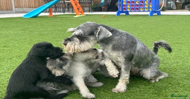 Miniature Schnauzer dogs - Advert 11