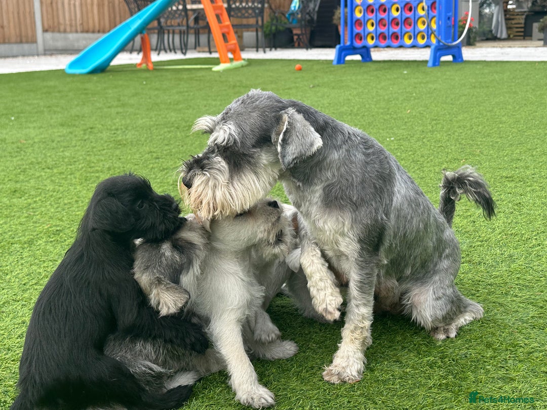 Miniature Schnauzer dogs for sale: *MINi SCHNAUZERS PUPPIES* - Image 2