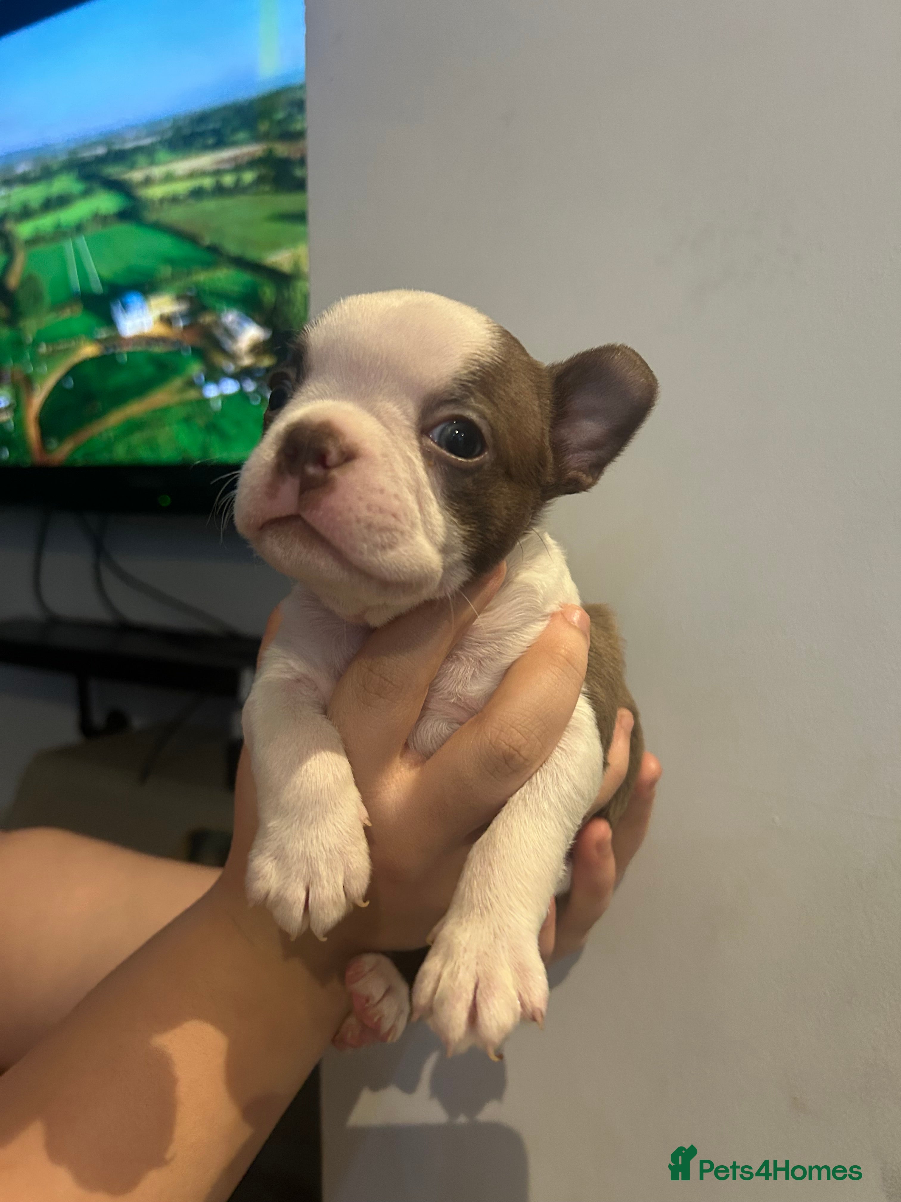 Boston Terrier dogs Kc reg boston terriers - Advert 1