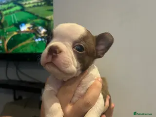 Boston Terrier dogs Kc reg boston terriers - Advert 1