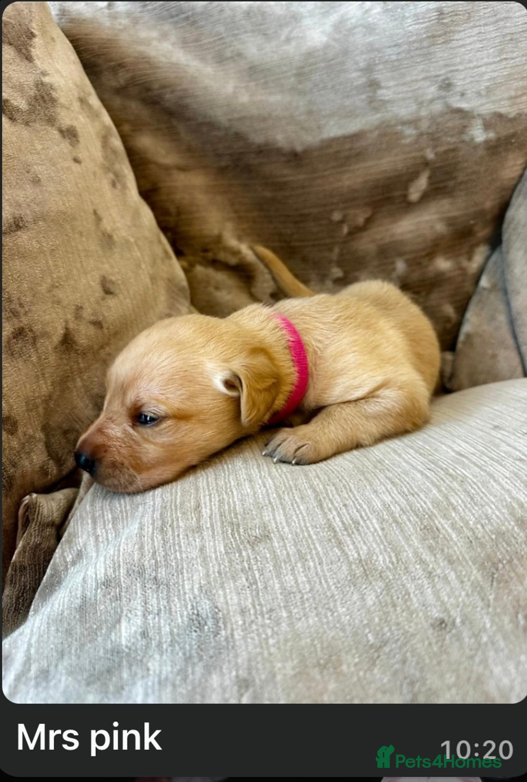 Mixed Breed dogs for sale: Beautiful litter of golden labradoodles - Image 29