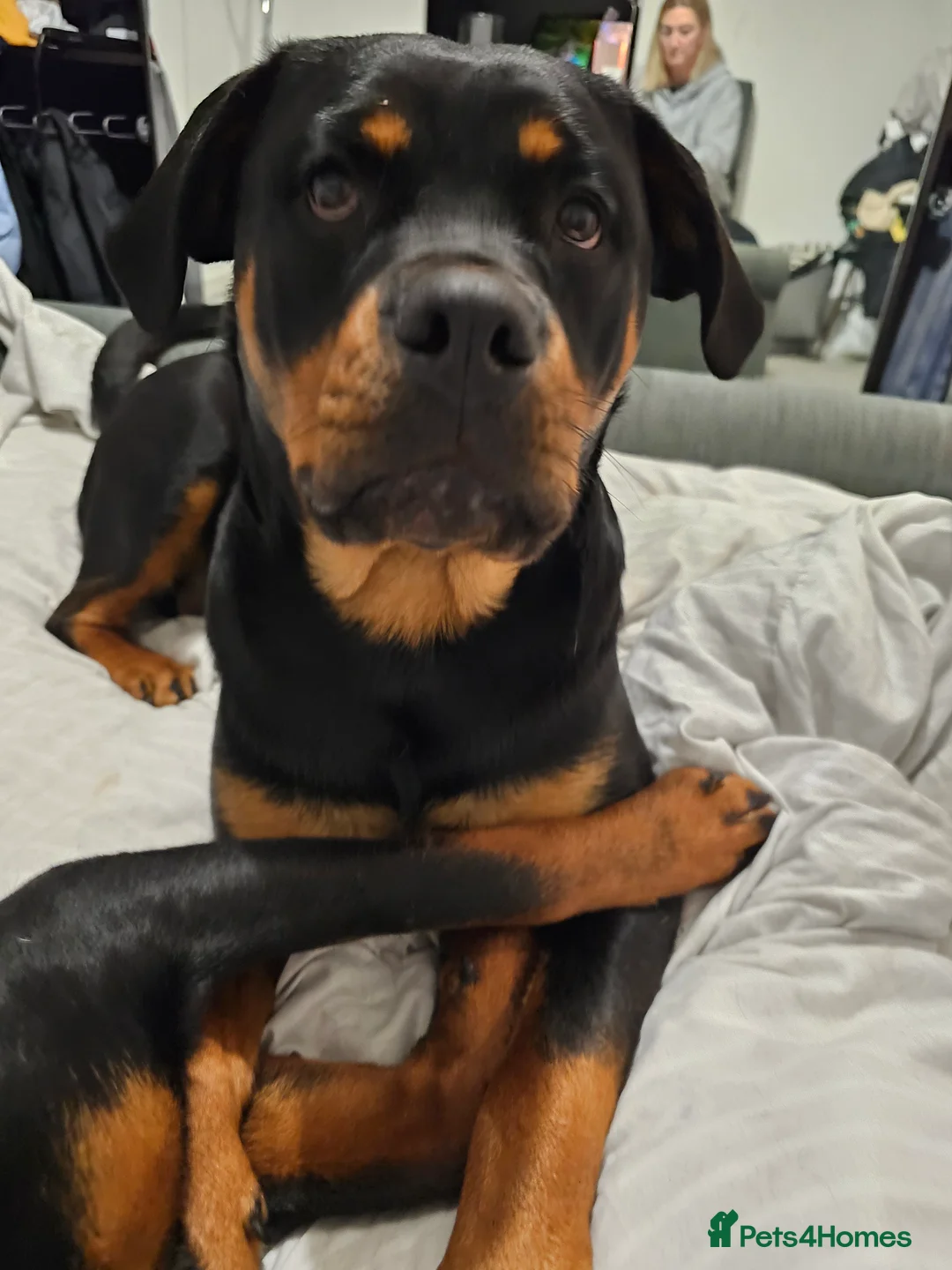 Rottweiler dogs for sale: 🖤 18-Month-Female Rottweiler – Loving, Loyal 🖤 - Advert 12