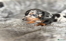 Miniature Dachshund dogs for sale: Stunning mini smooth dachshund pups  - Image 10