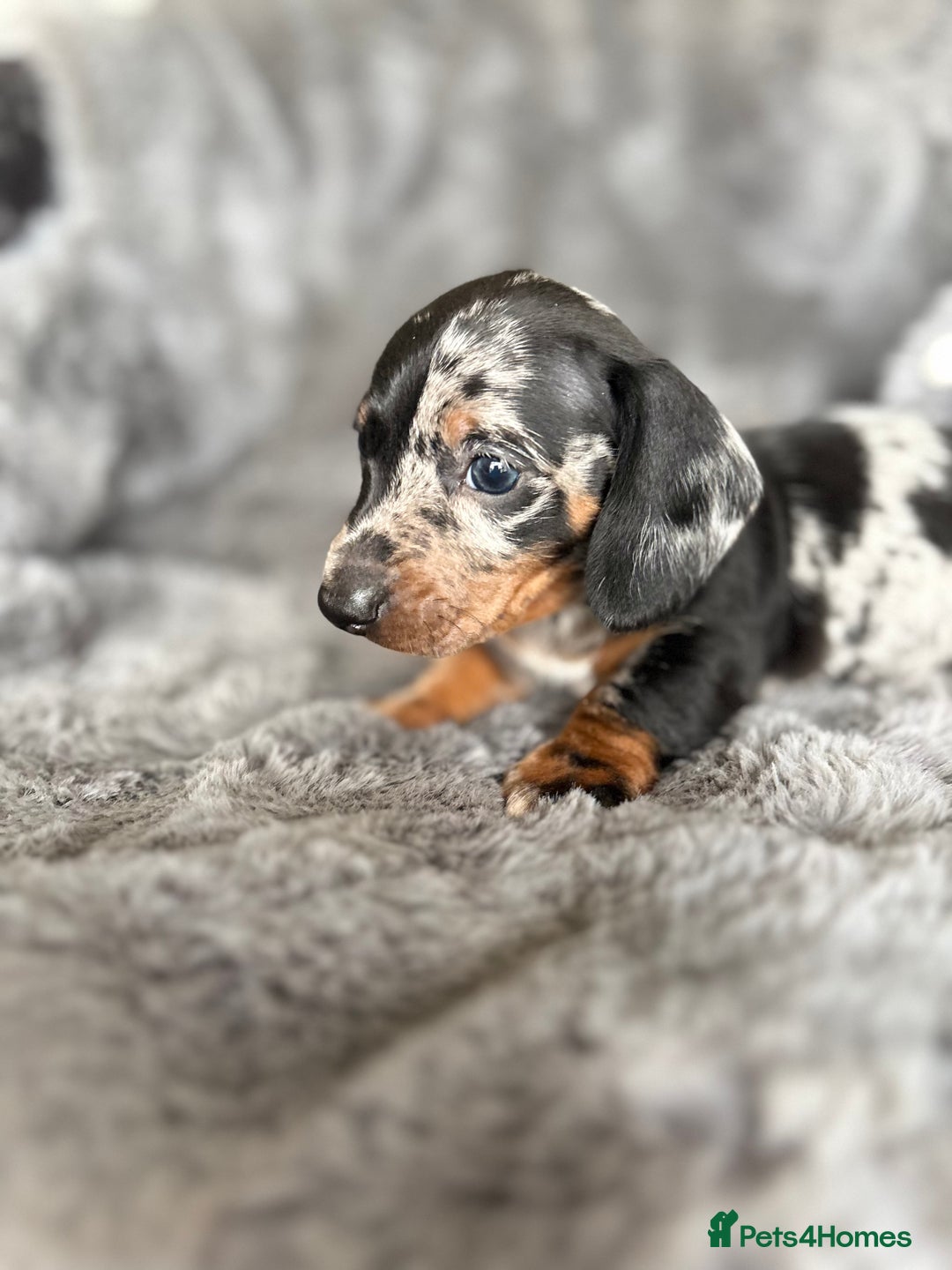 Miniature Dachshund dogs for sale: Stunning mini smooth dachshund pups  - Image 10