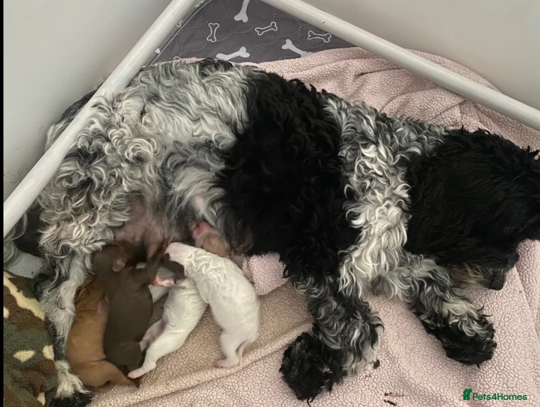 Cockapoo dogs for sale: Last little girl Cockapoo puppy for sale - Advert 2