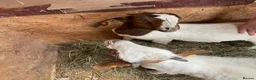 Goats livestock for sale: 2x Weather Boer Goats - Advert 4