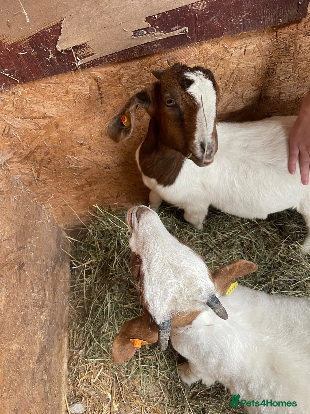 Goats livestock for sale: 2x Weather Boer Goats - Advert 4