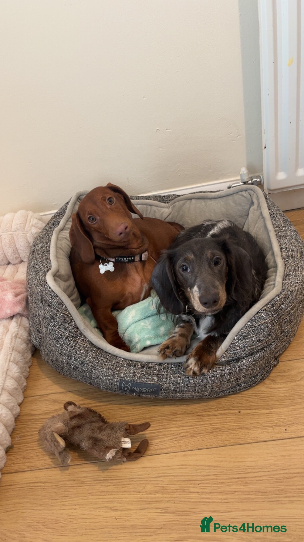Dachshund dogs for sale: 2 9-month old Dachshunds for rehoming - Advert 1