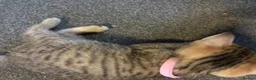 Bengal cats for sale: Beautiful bengal mix British short hair  Mainecoon - Advert 4