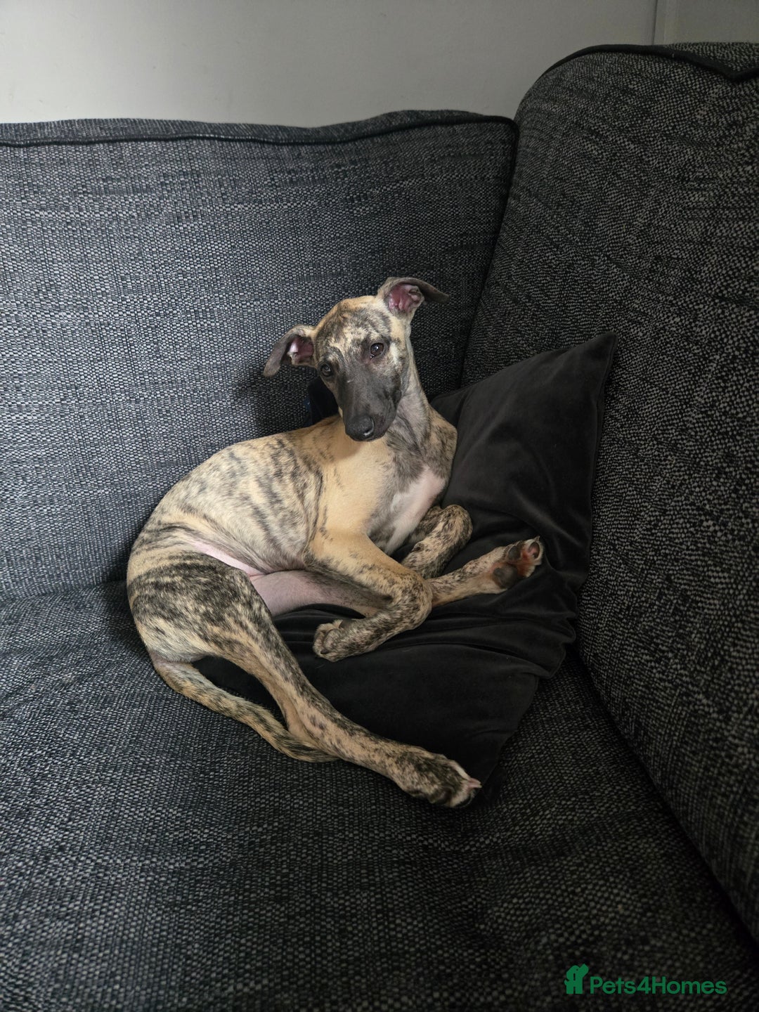 Whippet dogs for sale: Dory is looking for her forever home 🩷 - Advert 11