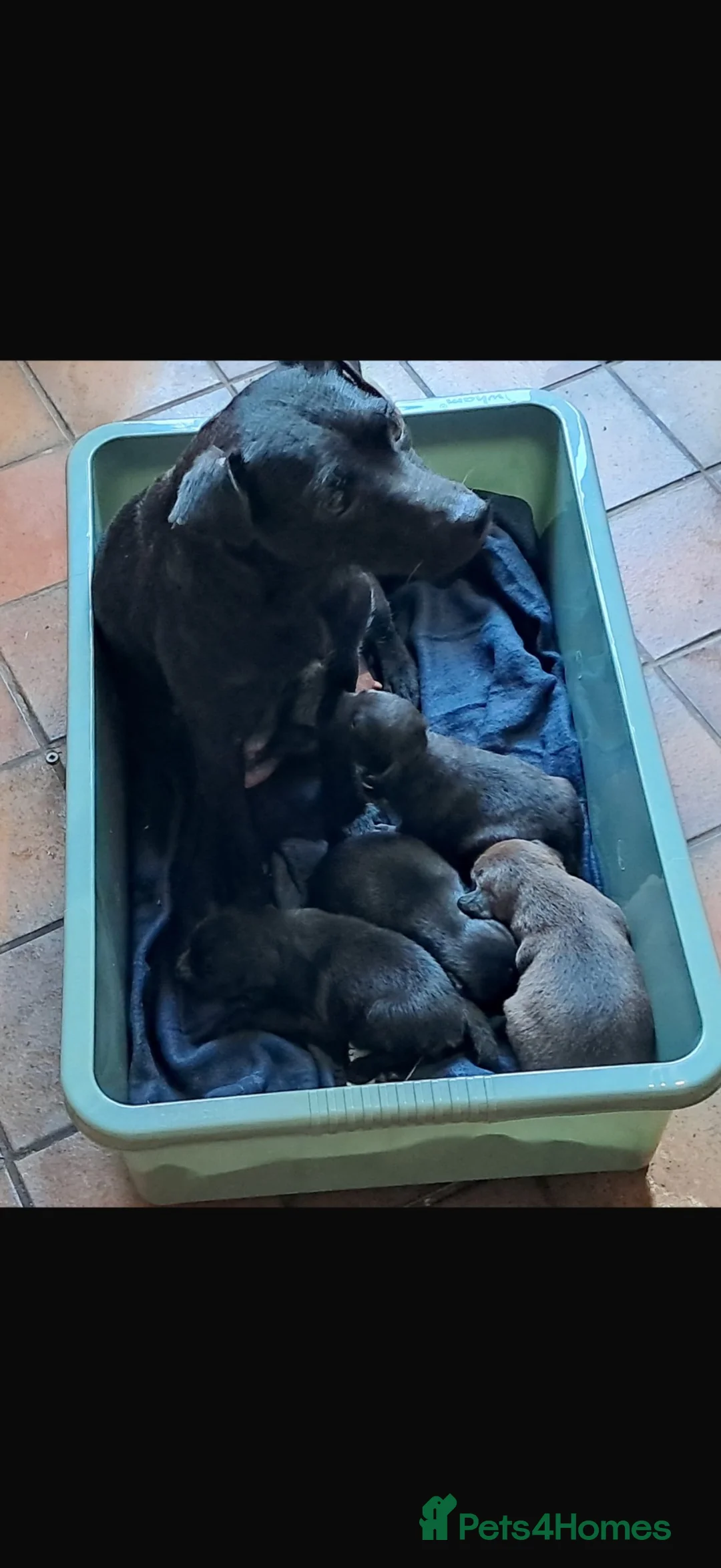 Patterdale Terrier dogs for sale: Patterdale Terriers  - Advert 2