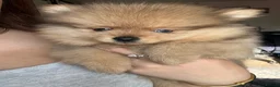 Pomeranian dogs for sale: Small pedigree boys left  - Advert 4