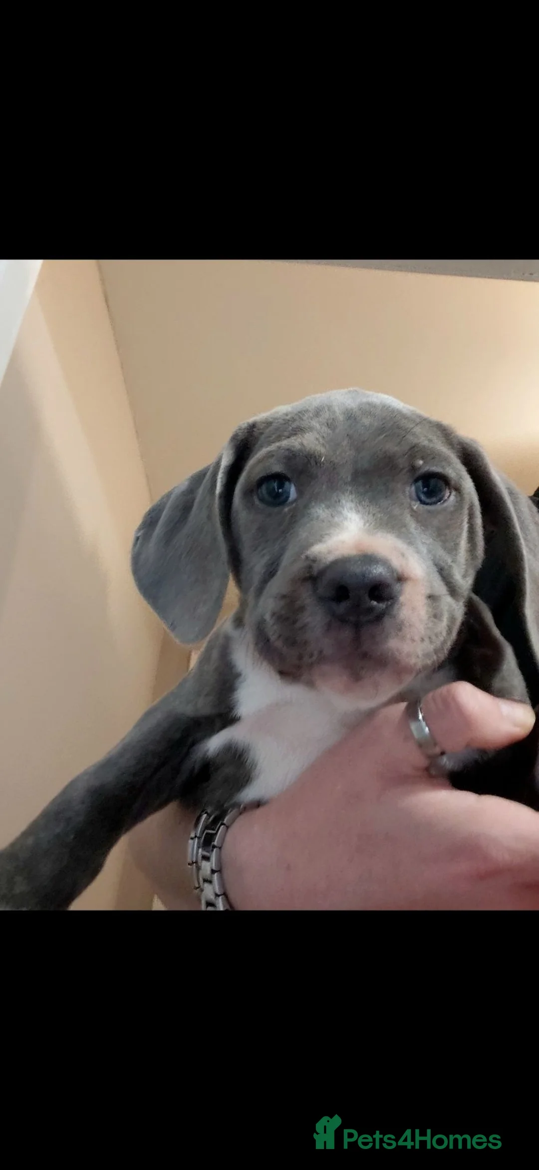 Staffordshire Bull Terrier dogs for sale: Blue staffy  in Clydebank - Advert 8