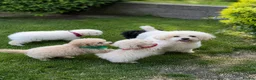 Poochon dogs for sale: Absolutely beautiful poochons ready now  in Chester - Advert 4