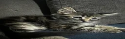 Mixed Breed cats for sale: Kittens half bengal - Advert 8