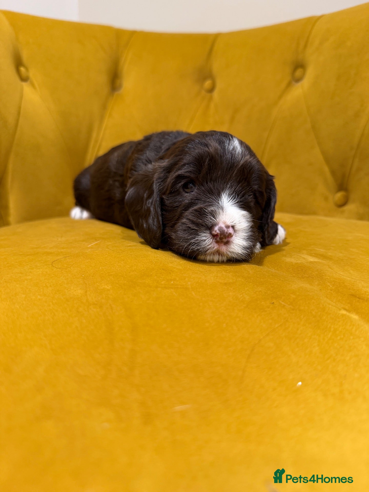 Cavapoo dogs for sale: Cavapoo puppies f1  - Advert 9