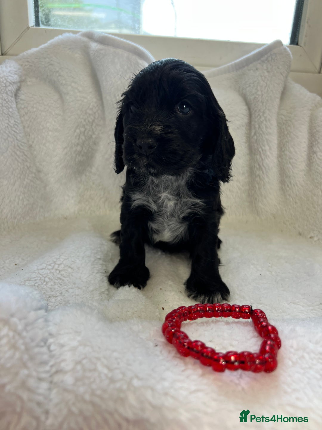 Cocker Spaniel dogs for sale: Kc registered Show cocker spaniel  - Image 4