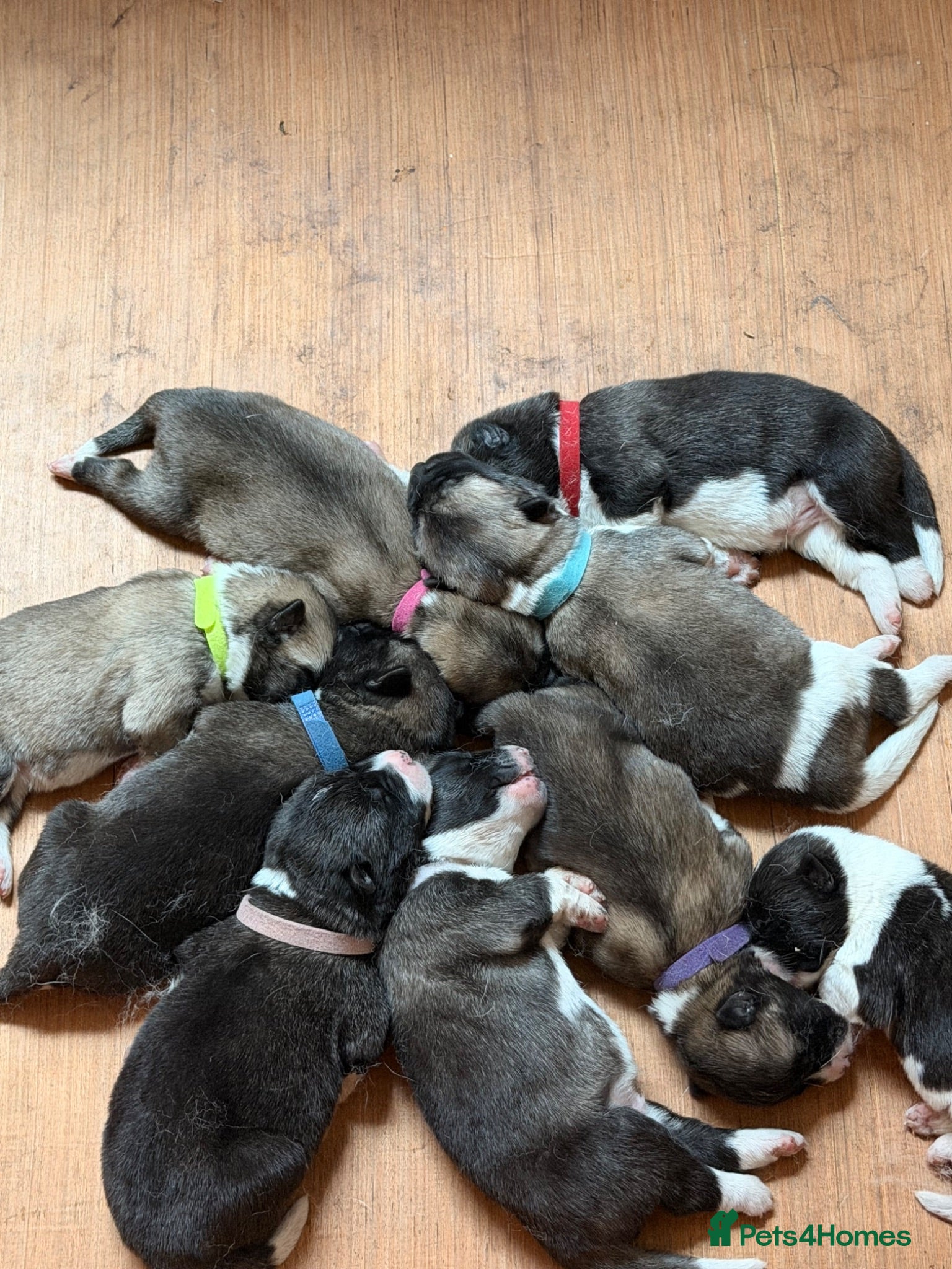 Akita dogs American Akita Puppies - Advert 8
