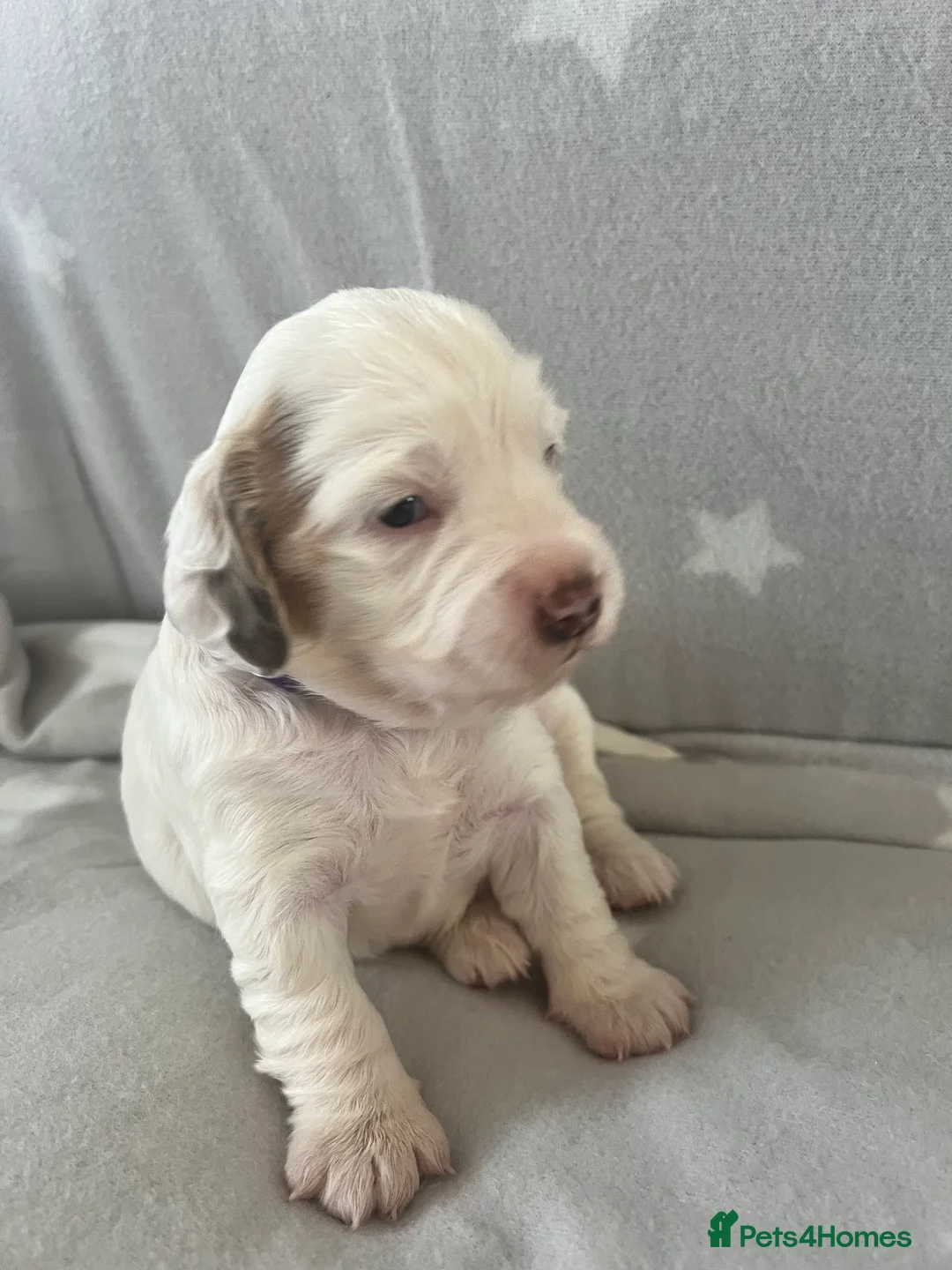 Cockapoo dogs for sale: Beautiful F1B cockapoo puppies! - Advert 10