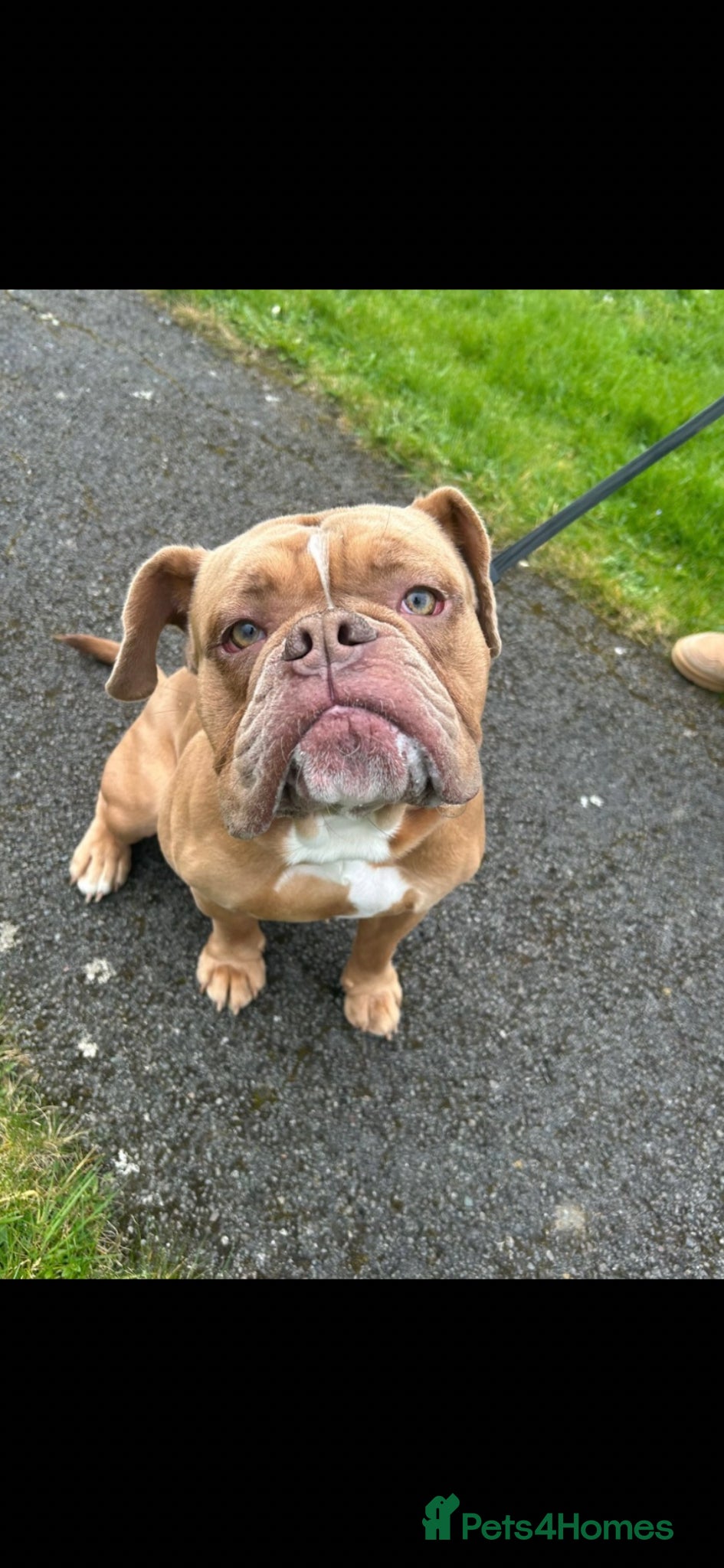 Old Tyme Bulldog dogs for sale: Old Tyme Bulldog  Looking for a Loving New Home - Advert 3