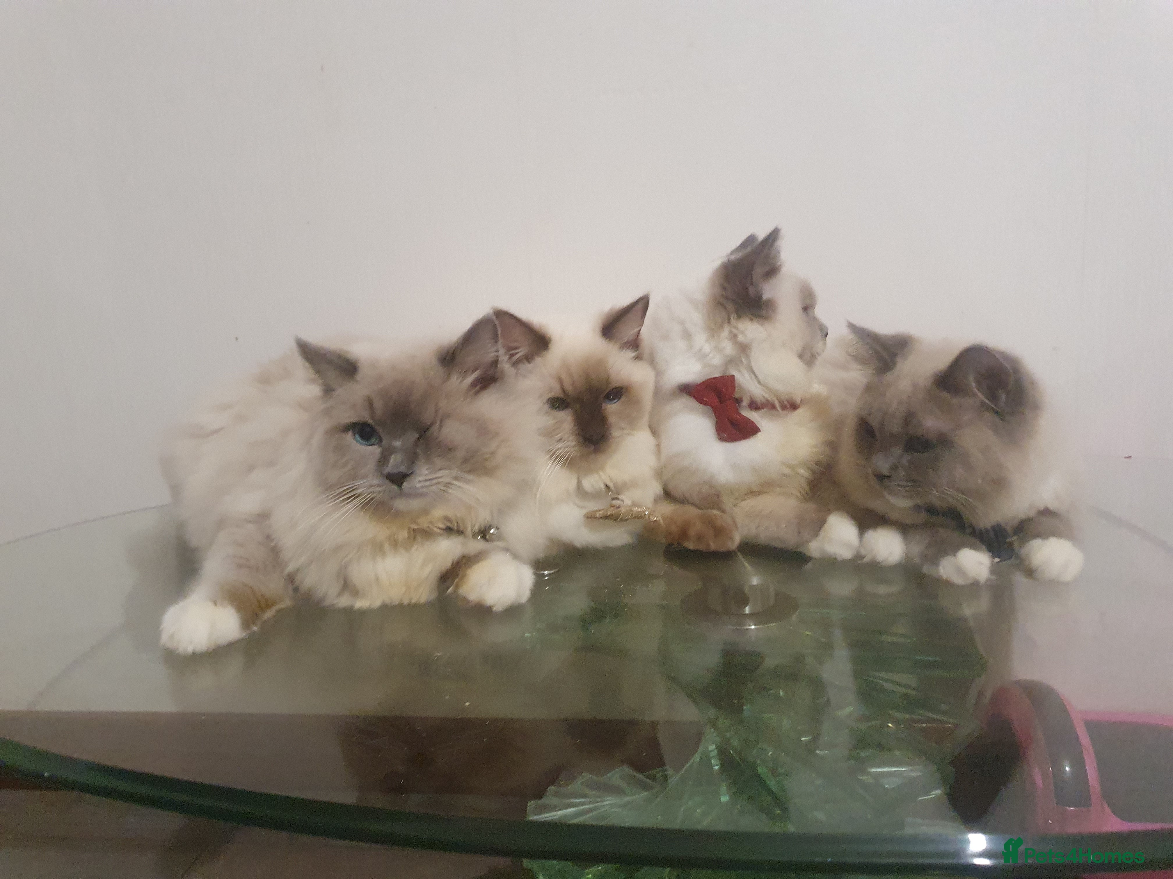 Ragdoll cats 6.5Months RagdollBoys - Advert 11