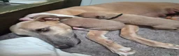 Whippet dogs for sale: Fawn Whippet puppys - Advert 10