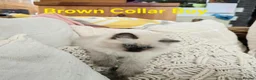 Ragdoll cats for sale: Adorable Ragdoll kittens looking for loving homes! - Advert 15